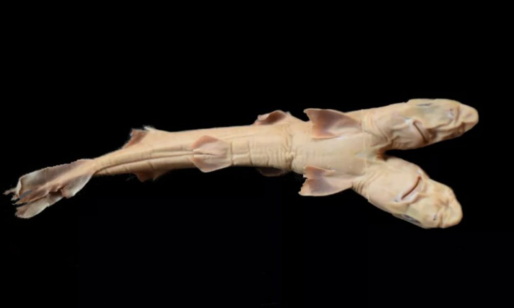 Tubarão de duas cabeças encontrado no litoral de São Paulo