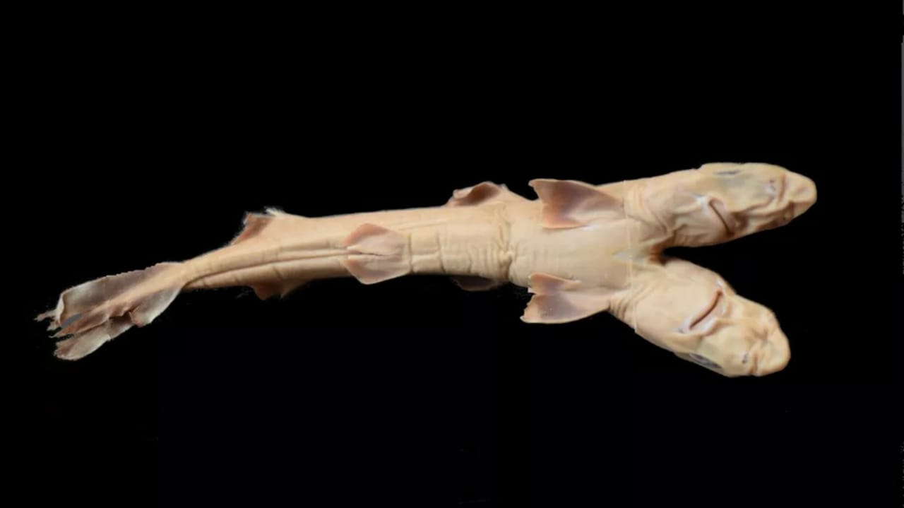 Tubarão de duas cabeças encontrado no litoral de São Paulo