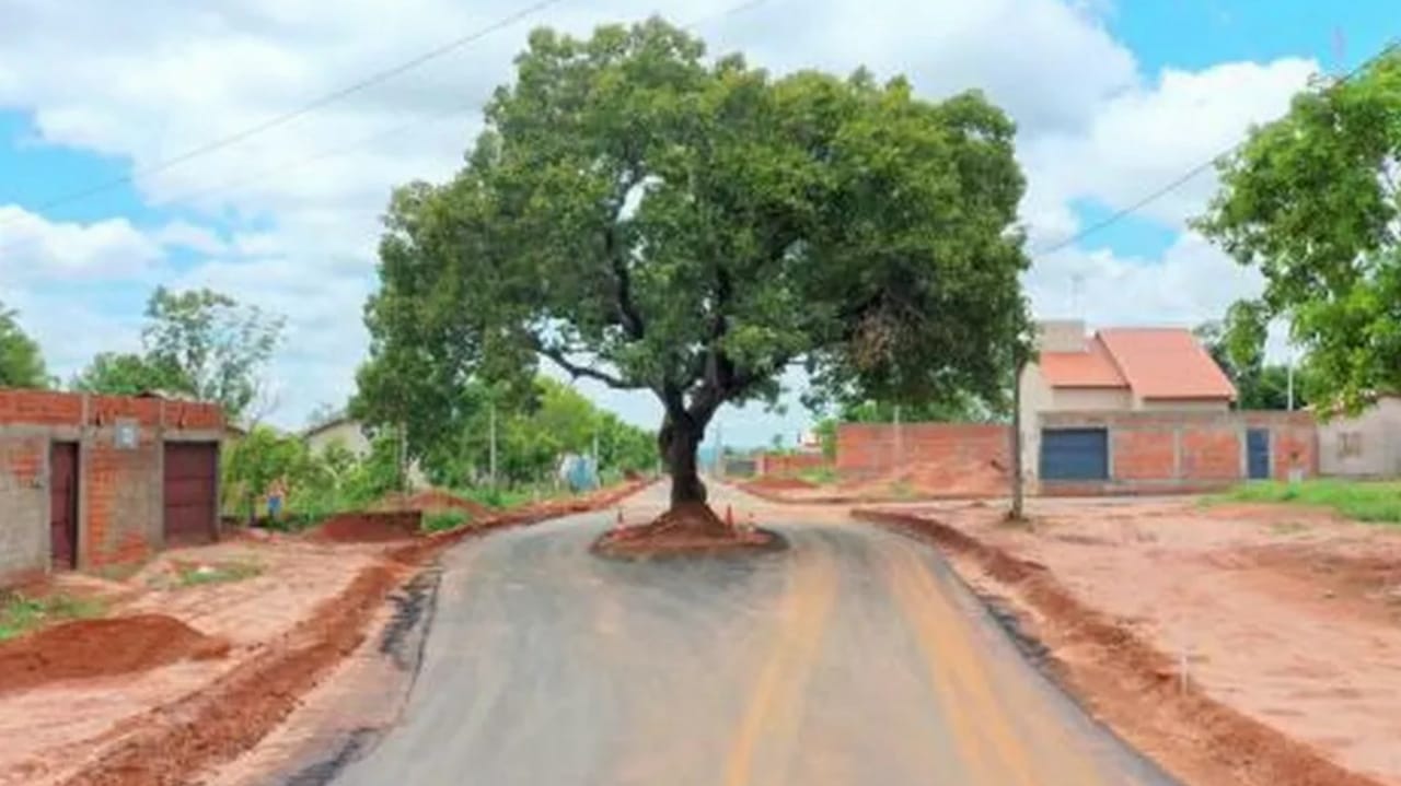Pé de pequi é preservado pela prefeitura que asfaltou rua em Tocantins