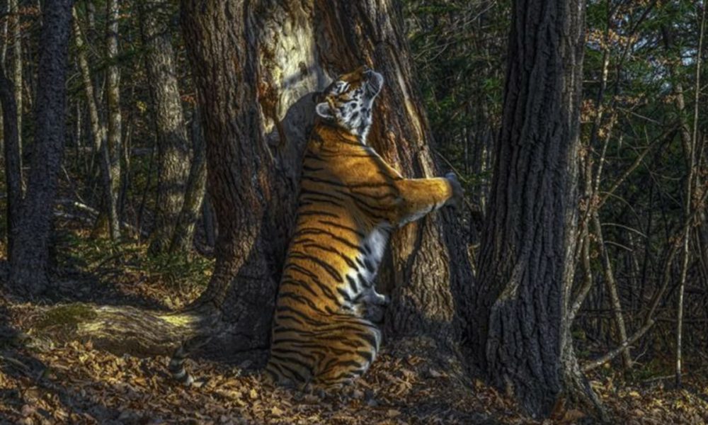Foto de tigresa abraçadora de árvores ganha prêmio mundial de fotografia