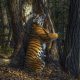 Foto de tigresa abraçadora de árvores ganha prêmio mundial de fotografia