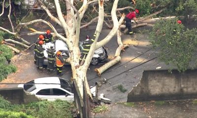 Árvore cai em carro durante chuva e motorista morre, em SP
