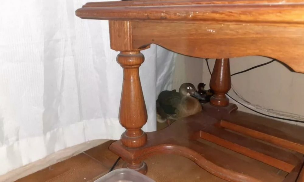 Família de patos 'invadiu' casa e se escondeu embaixo da mesa, em Várzea Paulista.