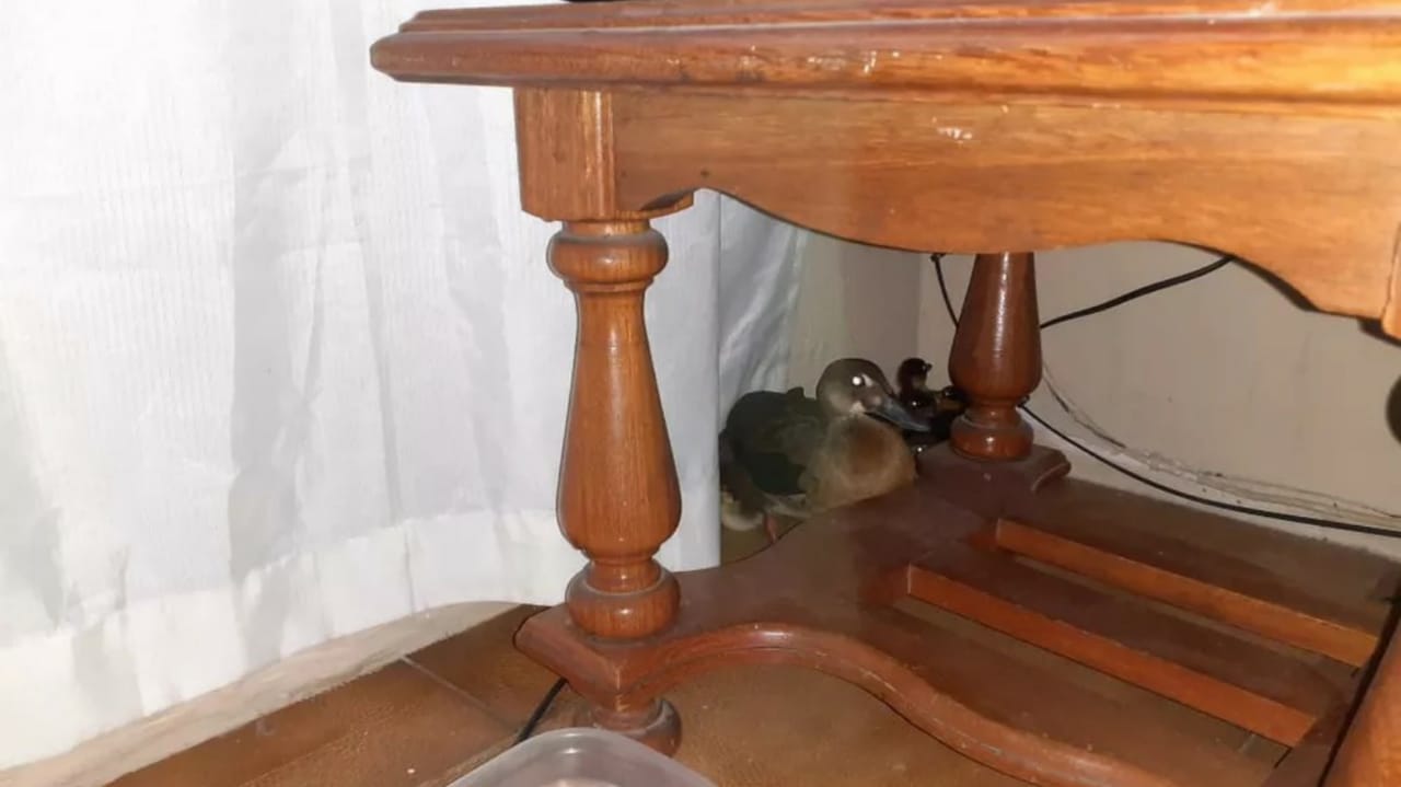 Família de patos 'invadiu' casa e se escondeu embaixo da mesa, em Várzea Paulista.