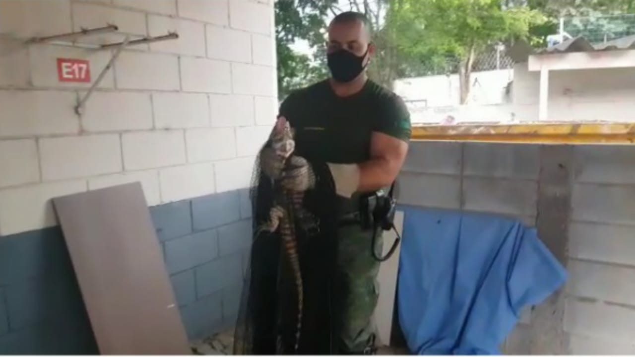 Guardas Florestais resgatam lagarto em condomínio de Jundiaí