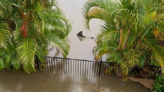Morador registra tubarão nos fundos de casa durante enchente