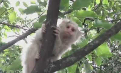 Sagui com pelos brancos no Jardim Botânico, em Jundiaí