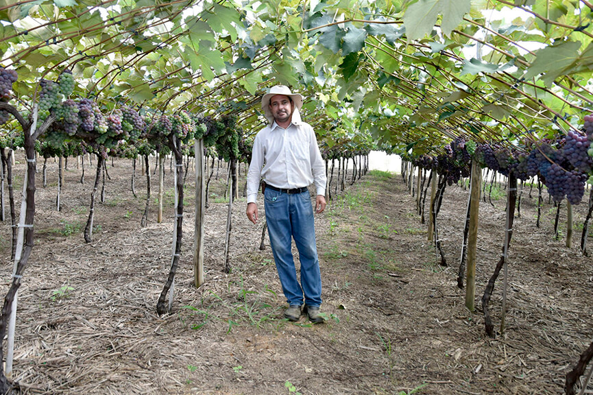 Produtor rural de uva. (Foto: Divulgação)