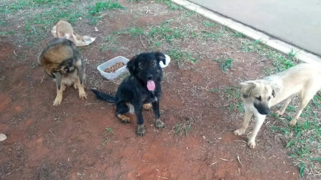 Animais abandonados em Jundiaí recebem ajuda da Cobasi