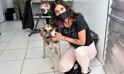 Castração de cães e gatos em Jundiaí. (Foto: Divulgação)