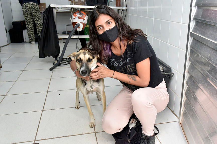 Castração de cães e gatos em Jundiaí. (Foto: Divulgação)
