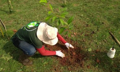 DAE Jundiaí plantará 12 mil mudas nativas na região do Rio Jundiaí Mirim