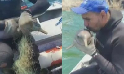Pescador salva golfinho preso em rede