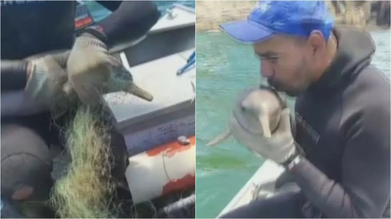 Pescador salva golfinho preso em rede