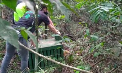 Quati atropelado em rodovia de Jundiaí se recupera e é devolvido à natureza