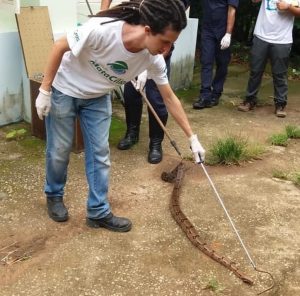 Biólogo encontra cobra-de-duas-cabeças no quintal de casa em SC