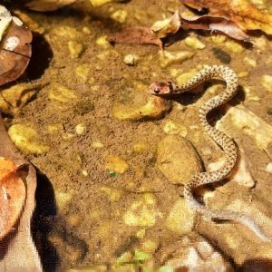 Biólogo encontra cobra-de-duas-cabeças no quintal de casa em SC