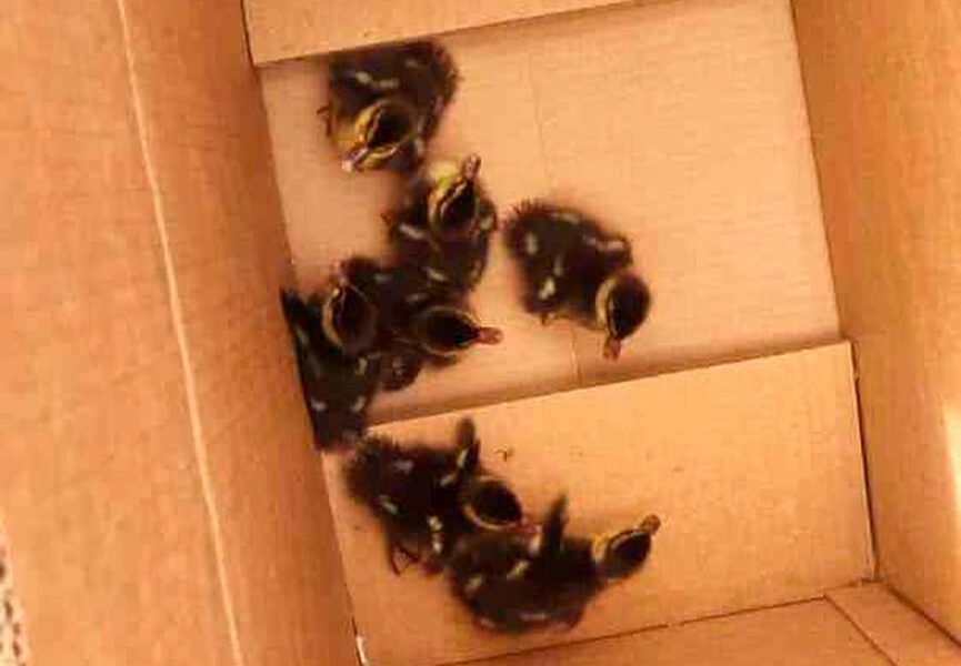 Patos resgatados na rodovia Anhanguera. (Foto: Divulgação)