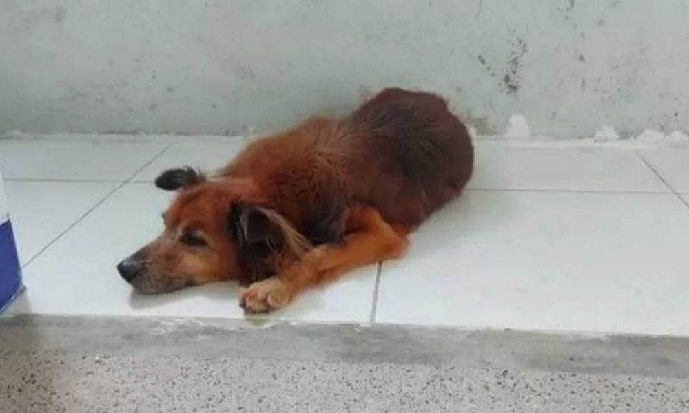 Cachorro anda por hospital procurando dono que faleceu
