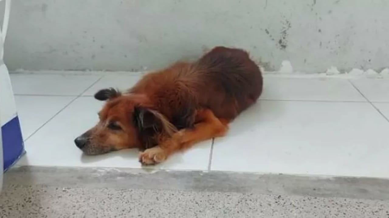 Cachorro anda por hospital procurando dono que faleceu