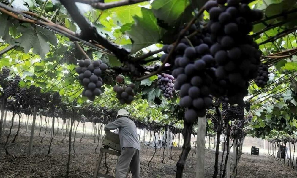 Produtores rurais de Jundiaí reforçam importância do seguro agrícola