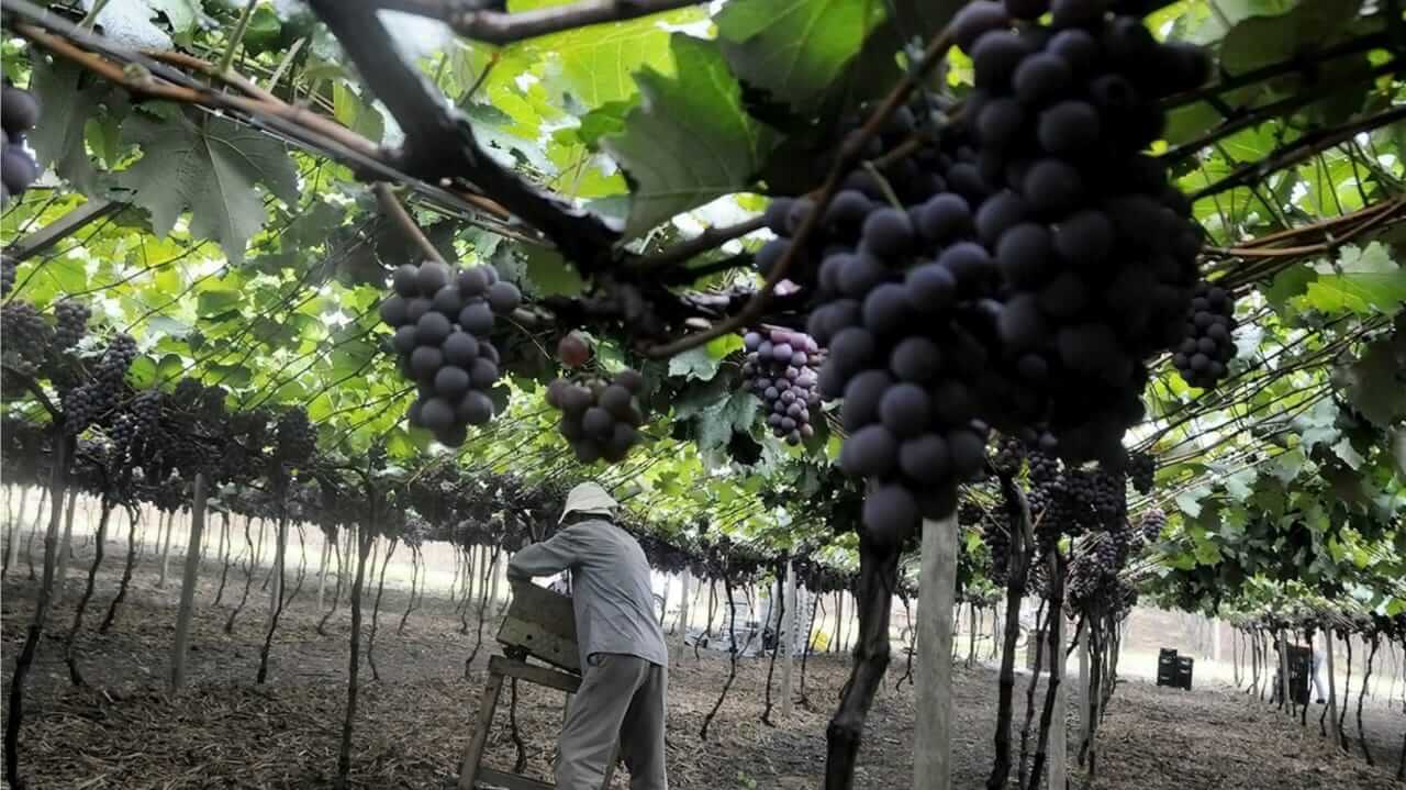 Produtores rurais de Jundiaí reforçam importância do seguro agrícola