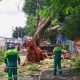 Após chuva, Defesa Civil retira árvore que tombou sobre muro de escola em Jundiaí