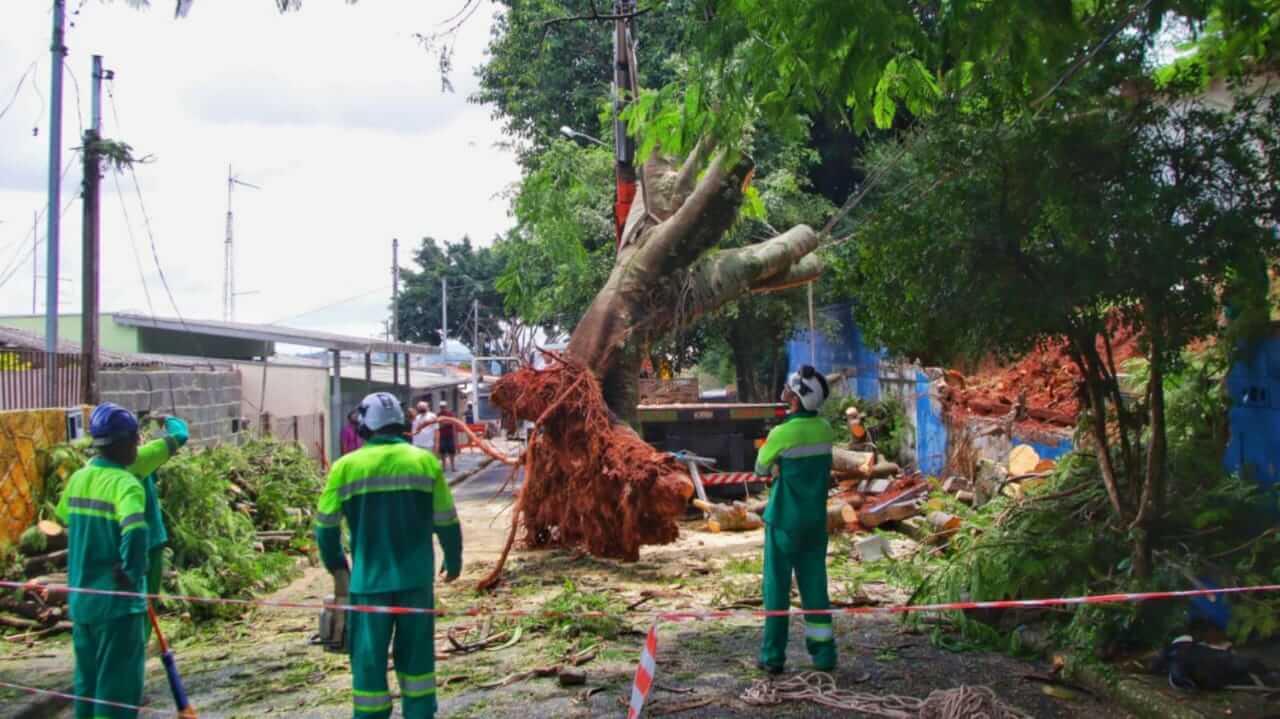 Após chuva, Defesa Civil retira árvore que tombou sobre muro de escola em Jundiaí
