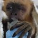 PM resgata filhote de macaco agarrado ao corpo da mãe que morreu atropelada