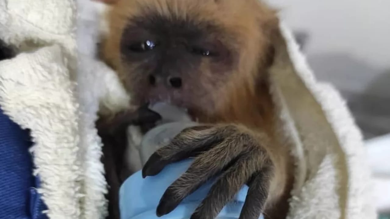 PM resgata filhote de macaco agarrado ao corpo da mãe que morreu atropelada