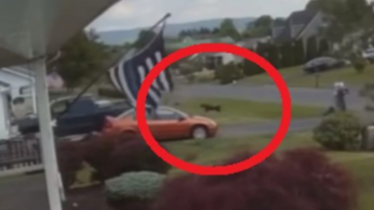 Vídeo mostra vento levantando cachorro
