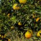 Plantação de laranjas em Itupeva