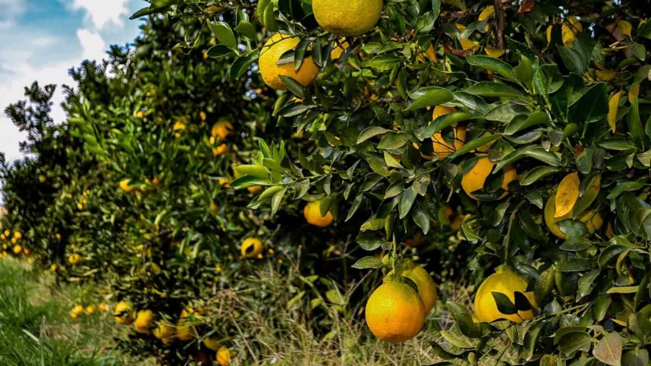 Plantação de laranjas em Itupeva