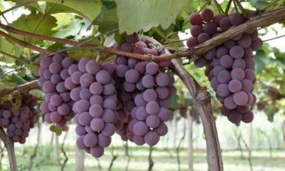 Uvas vinícola Jundiaí