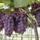 Uvas vinícola Jundiaí