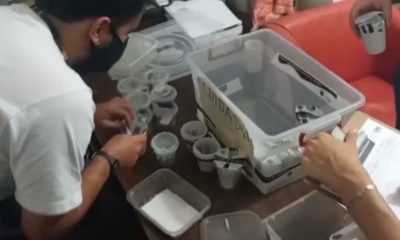 Copos de plástico com filhotes de aranhas chegam à Mata Ciliar, em Jundiaí