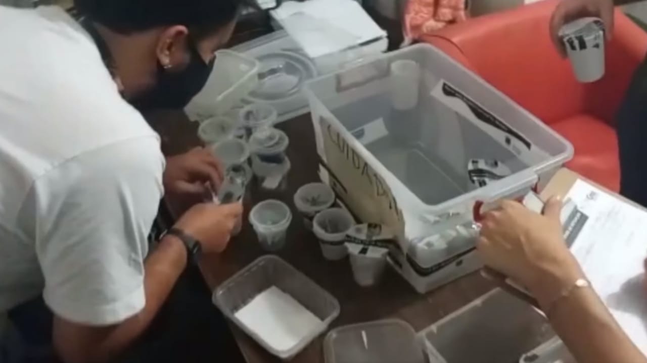 Copos de plástico com filhotes de aranhas chegam à Mata Ciliar, em Jundiaí