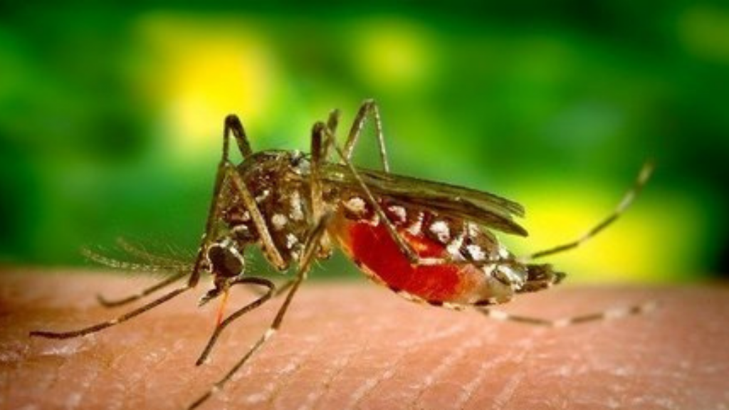 Aprovecha las vacaciones para deshacerte de la infestación del mosquito Aedes aegypti