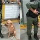 Cachorro pede carinho para policial