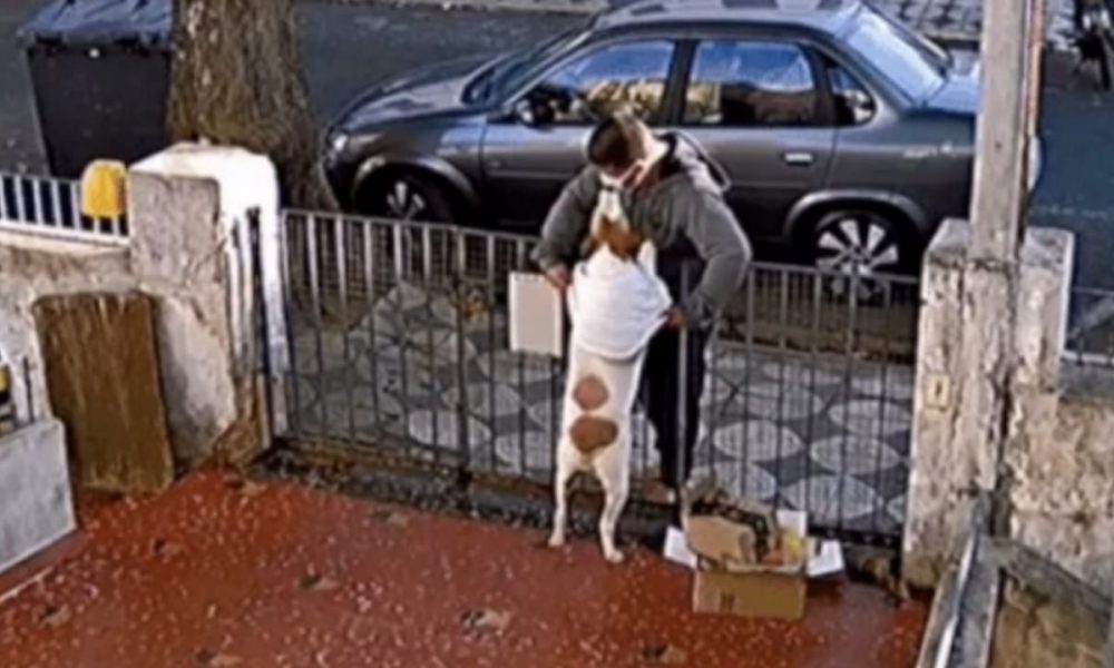 Homem rouba roupinha de cachorro