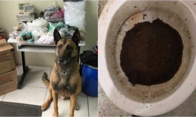 Cão que apreendeu drogas e maconha jogada em vaso sanitário