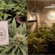 Plantações de Cannabis