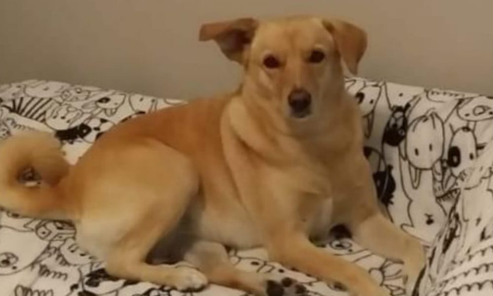 Cachorra Lara ficou orfã após tutores morrerem por Covid