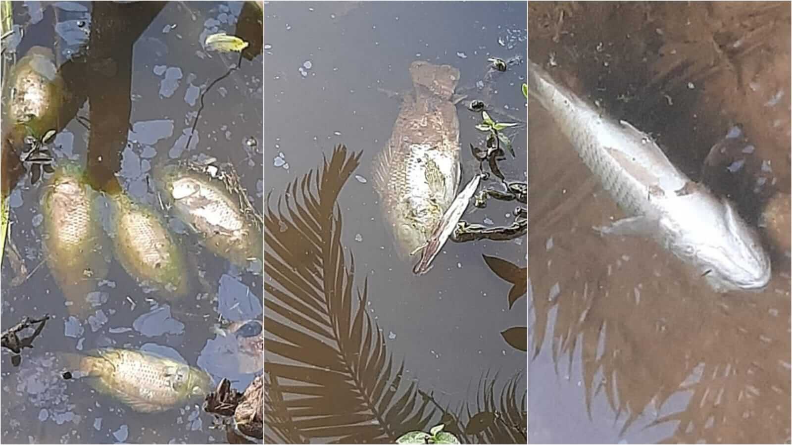 Peixes mortos congelados em lago de Jundiaí