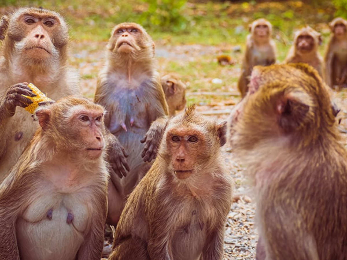 Mata Ciliar recebe dois macacos-prego que foram criados como