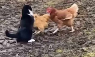 Gato e galinhas brigando