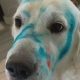 Cachorro com pelos pintados de azul