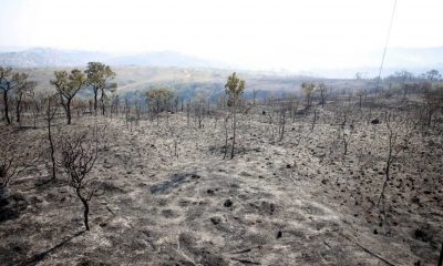 Área destruída por incêndio no Parque Estadual Juquery, em Franco da Rocha