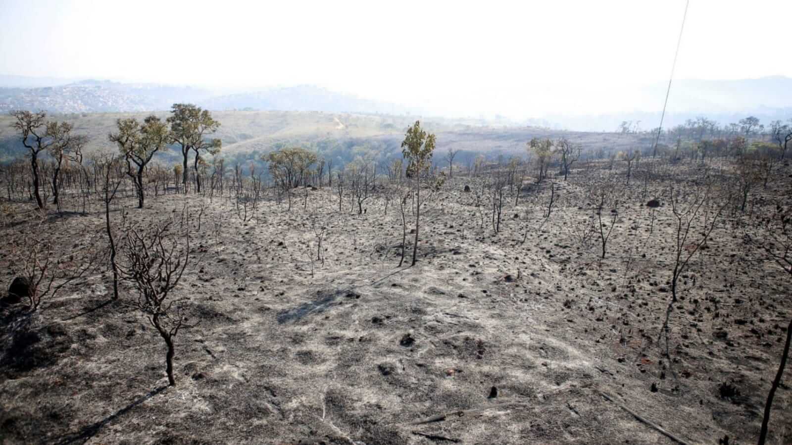 Área destruída por incêndio no Parque Estadual Juquery, em Franco da Rocha