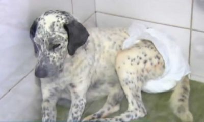 Cachorro branco com manchas pretas usandocom frauda